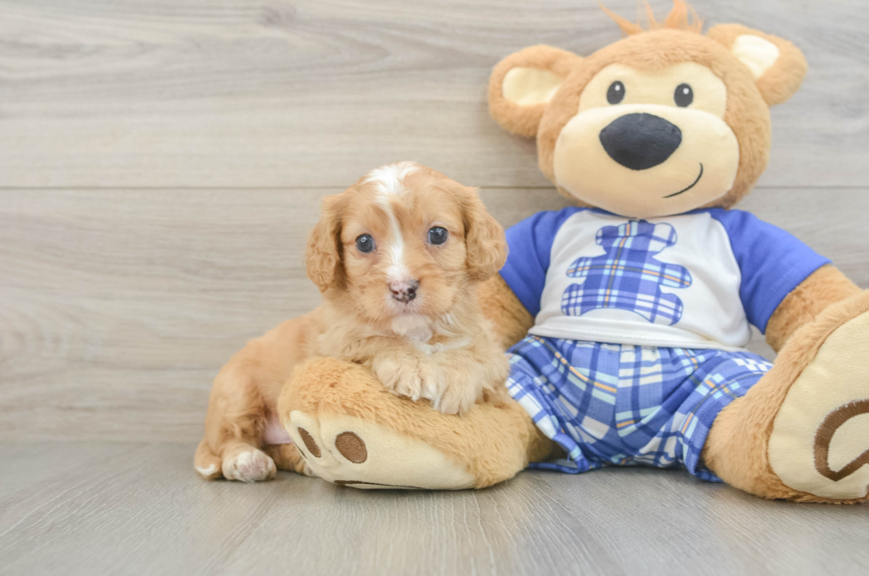 6 week old Cavapoo Puppy For Sale - Lone Star Pups