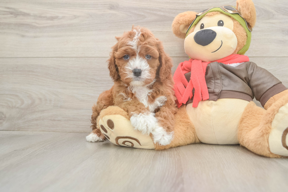 Cavapoo Puppy for Adoption