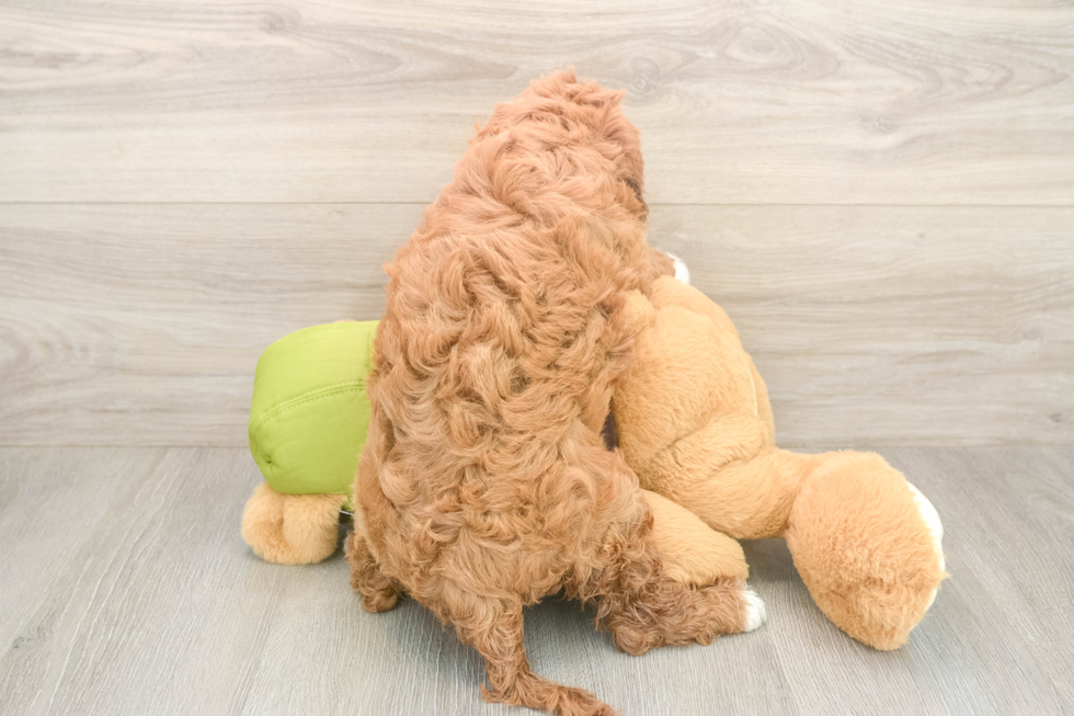 Cavapoo Puppy for Adoption