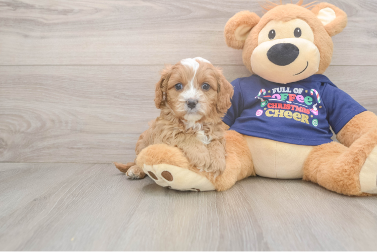 Small Cavapoo Baby