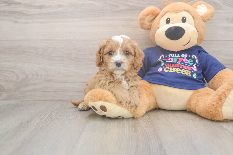 5 week old Cavapoo Puppy For Sale - Lone Star Pups