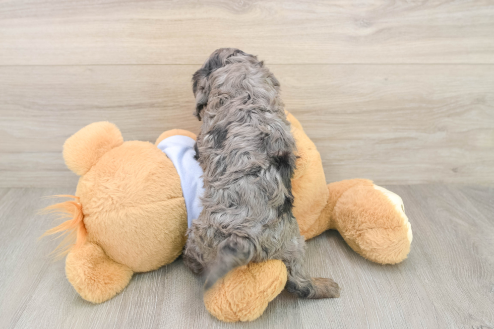Cavapoo Pup Being Cute