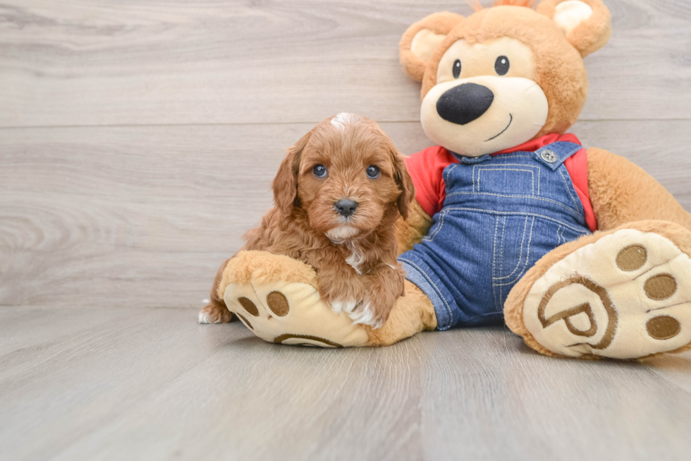 Sweet Cavapoo Baby