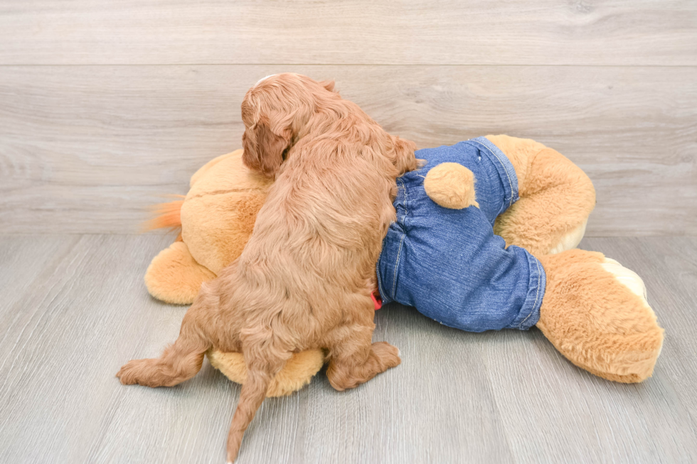 Friendly Cavapoo Baby