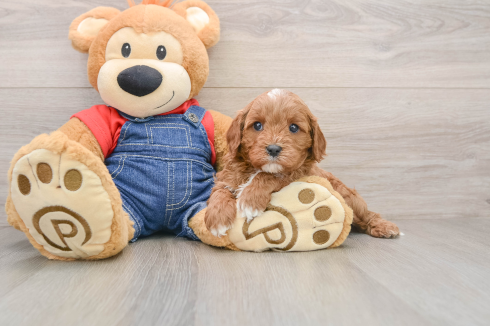 Cavapoo Puppy for Adoption