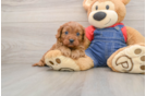 Petite Cavapoo Poodle Mix Pup