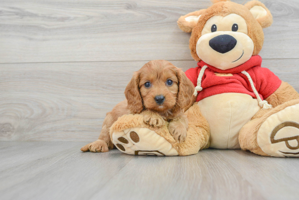 Cavapoo Pup Being Cute