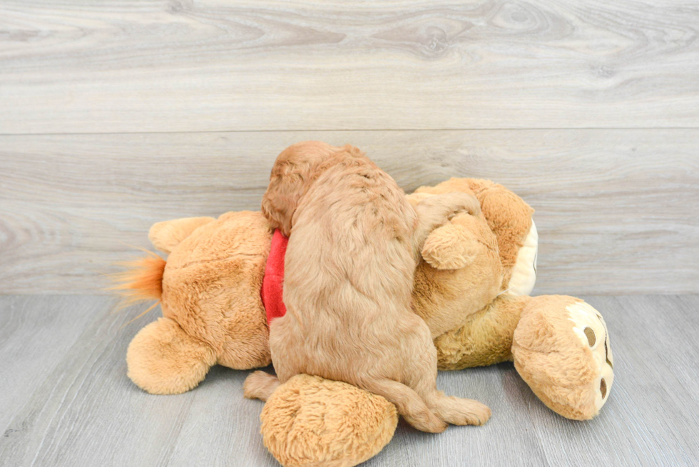 Playful Cavoodle Poodle Mix Puppy