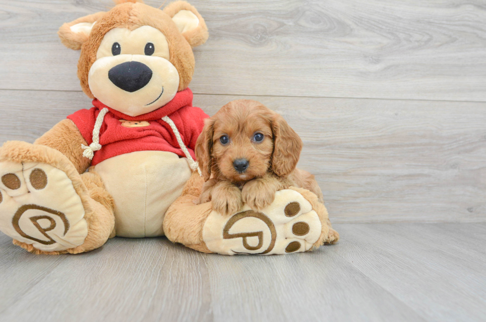 7 week old Cavapoo Puppy For Sale - Lone Star Pups