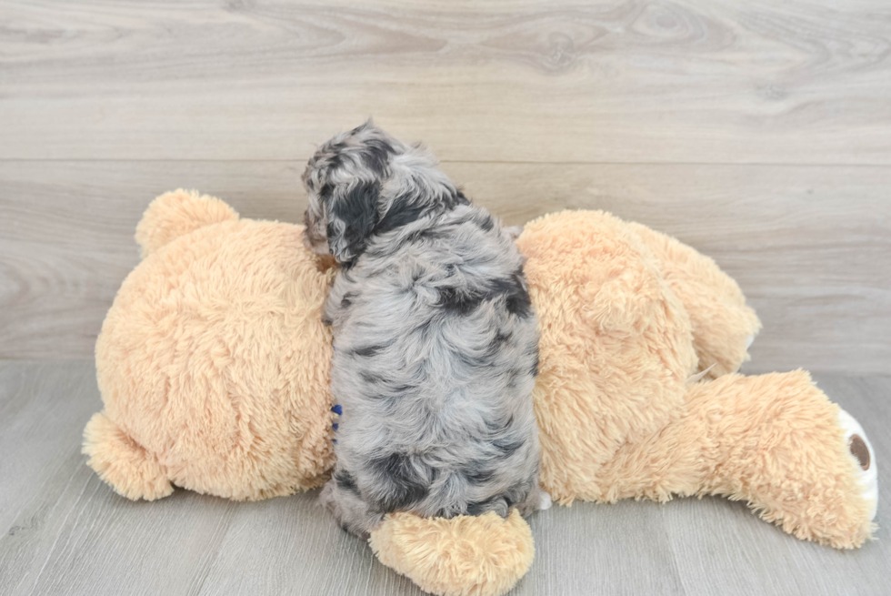Small Cavapoo Baby