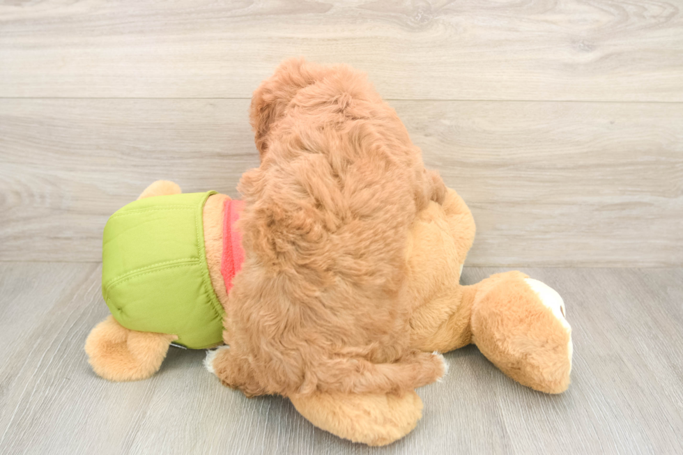 Cavapoo Pup Being Cute