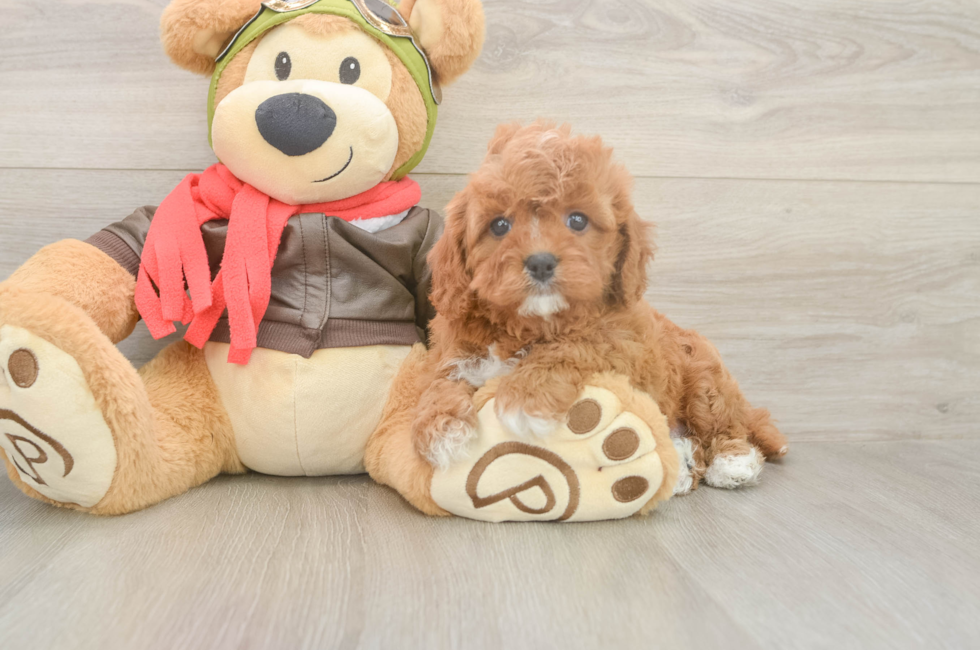 6 week old Cavapoo Puppy For Sale - Lone Star Pups