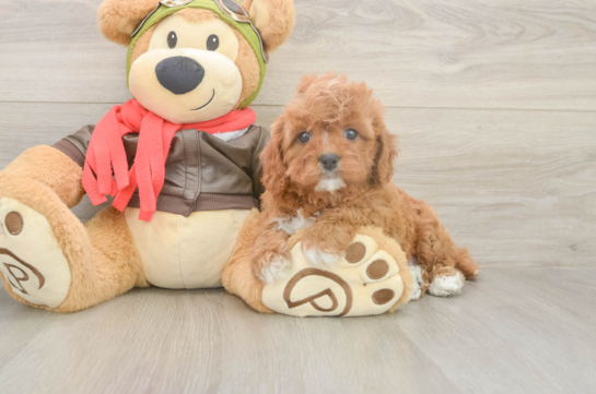 Best Cavapoo Baby