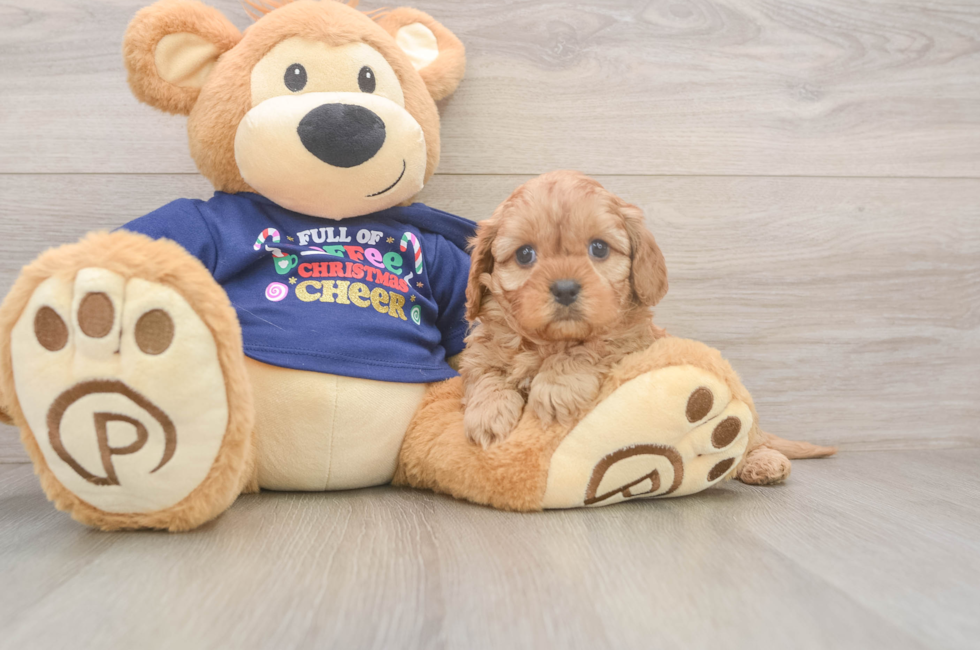 5 week old Cavapoo Puppy For Sale - Lone Star Pups