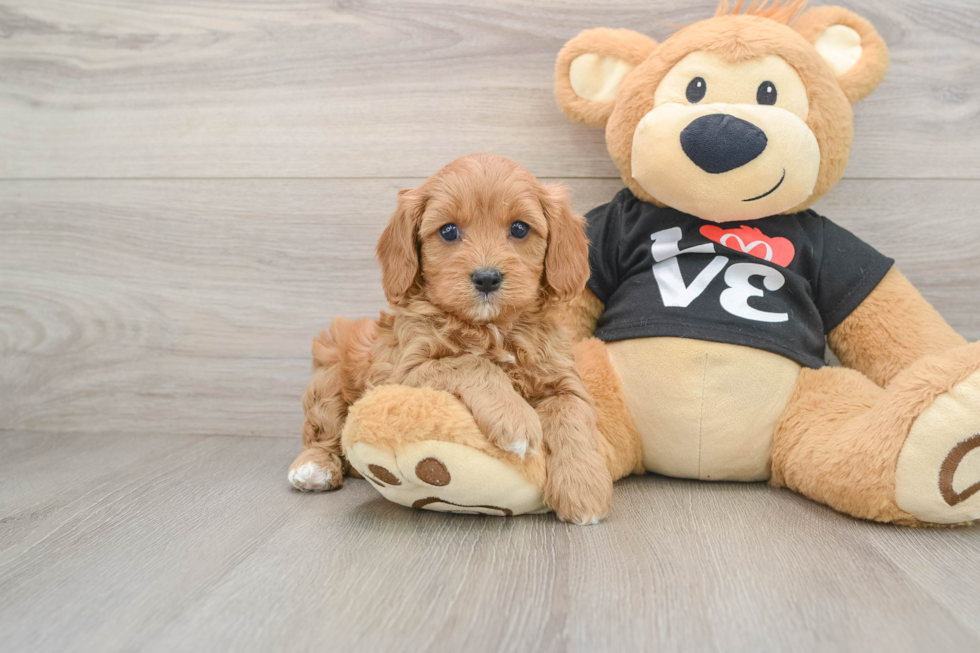 Sweet Cavapoo Baby