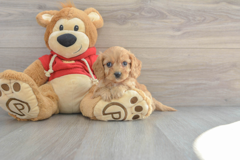 Meet Chloe - our Cavapoo Puppy Photo 3/3 - Lone Star Pups