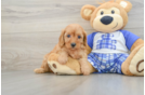 Cavapoo Pup Being Cute