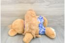 Playful Cavapoodle Poodle Mix Puppy