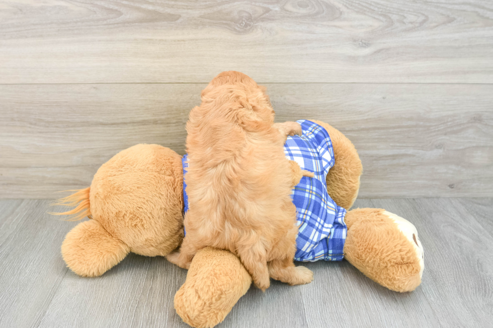 Playful Cavapoodle Poodle Mix Puppy