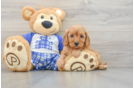 Cavapoo Pup Being Cute
