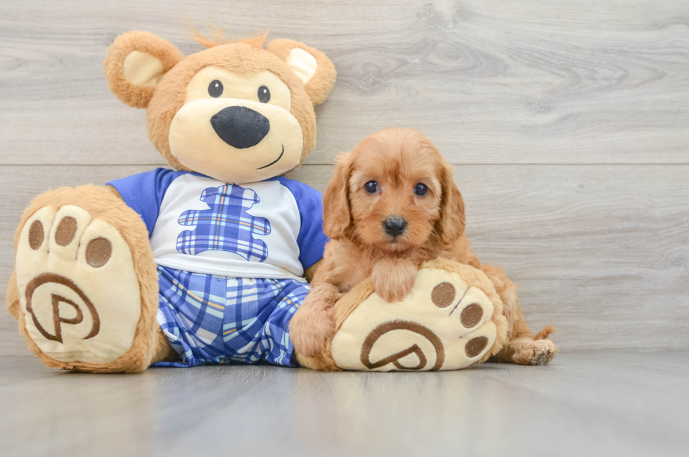 5 week old Cavapoo Puppy For Sale - Lone Star Pups