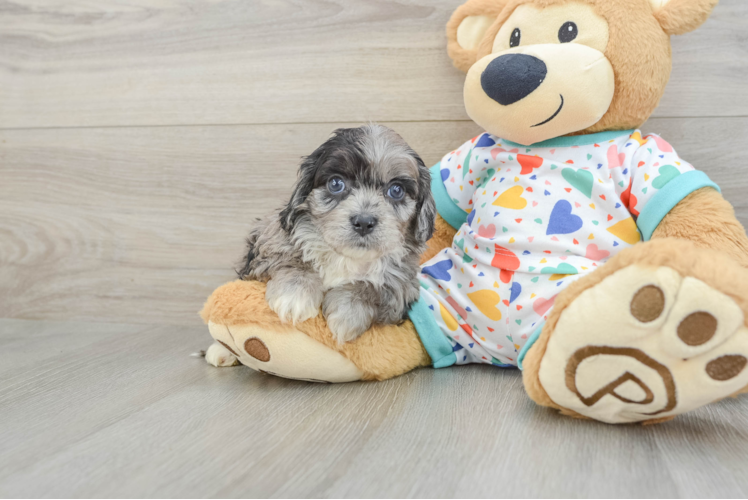 Cavapoo Puppy for Adoption