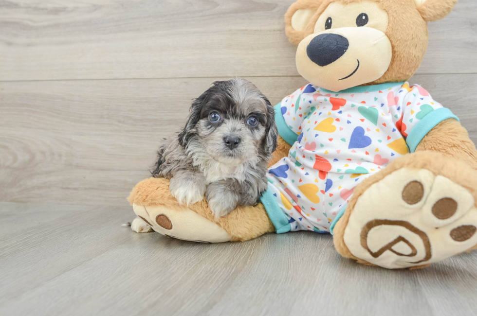 6 week old Cavapoo Puppy For Sale - Lone Star Pups
