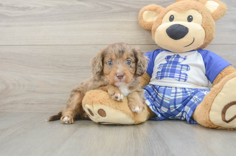 5 week old Cavapoo Puppy For Sale - Lone Star Pups