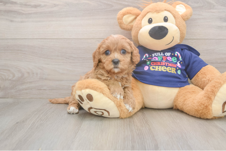 Cavapoo Puppy for Adoption