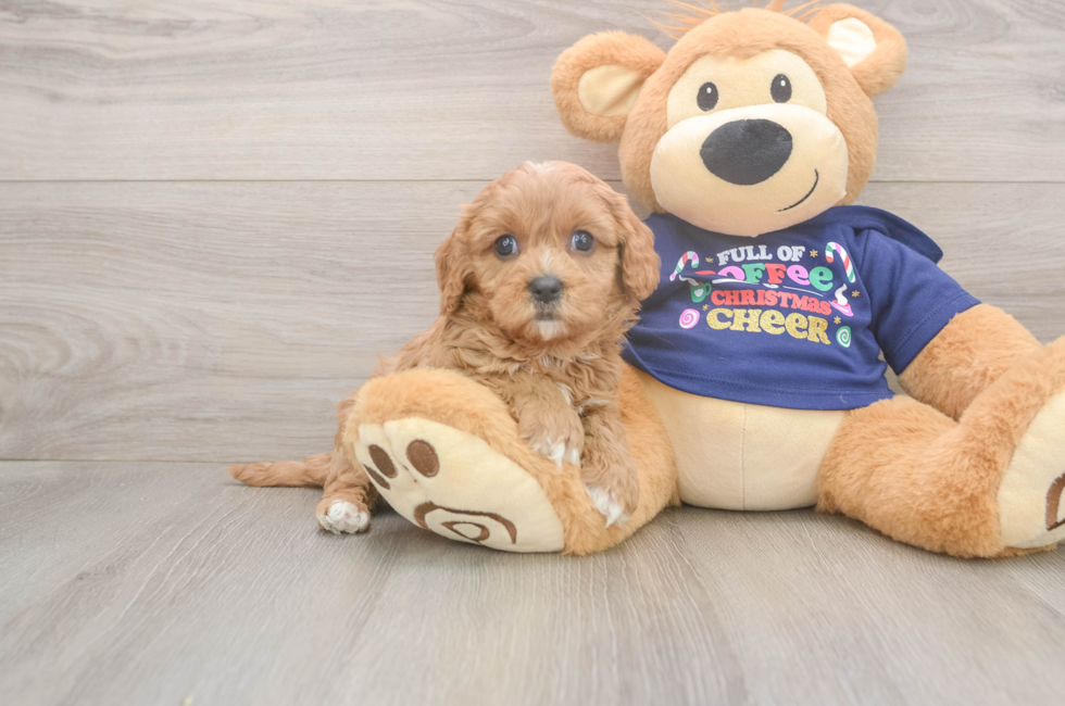 5 week old Cavapoo Puppy For Sale - Lone Star Pups
