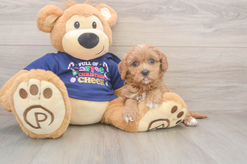 Fluffy Cavapoo Poodle Mix Pup
