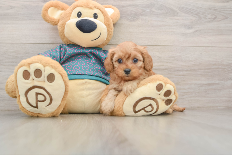 Little Cavipoo Poodle Mix Puppy