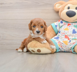 8 week old Cavapoo Puppy For Sale - Lone Star Pups