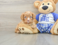 9 week old Cavapoo Puppy For Sale - Lone Star Pups