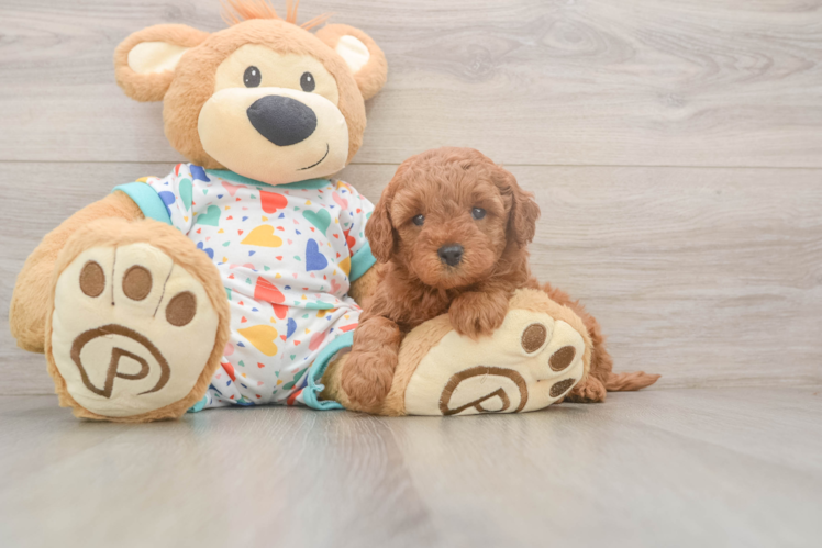 Cavapoo Puppy for Adoption