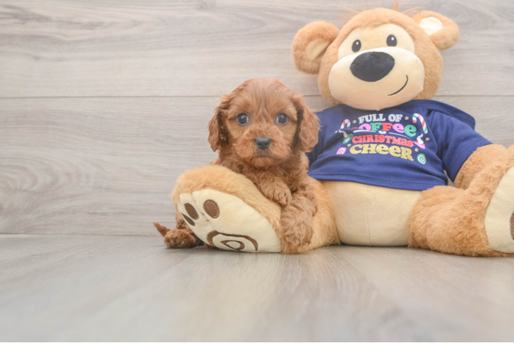 Cavapoo Pup Being Cute