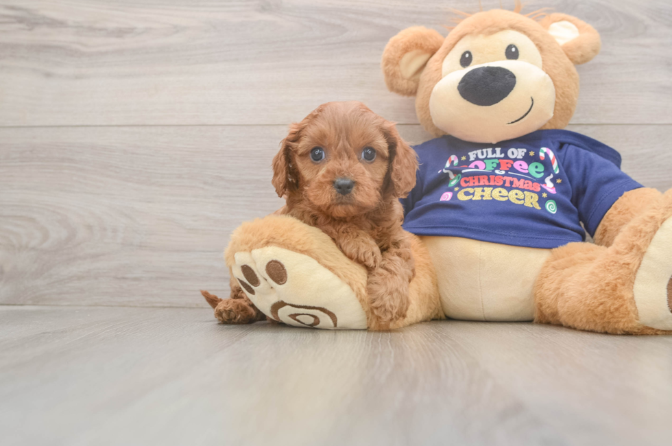 5 week old Cavapoo Puppy For Sale - Lone Star Pups