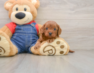 8 week old Cavapoo Puppy For Sale - Lone Star Pups