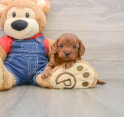 9 week old Cavapoo Puppy For Sale - Lone Star Pups
