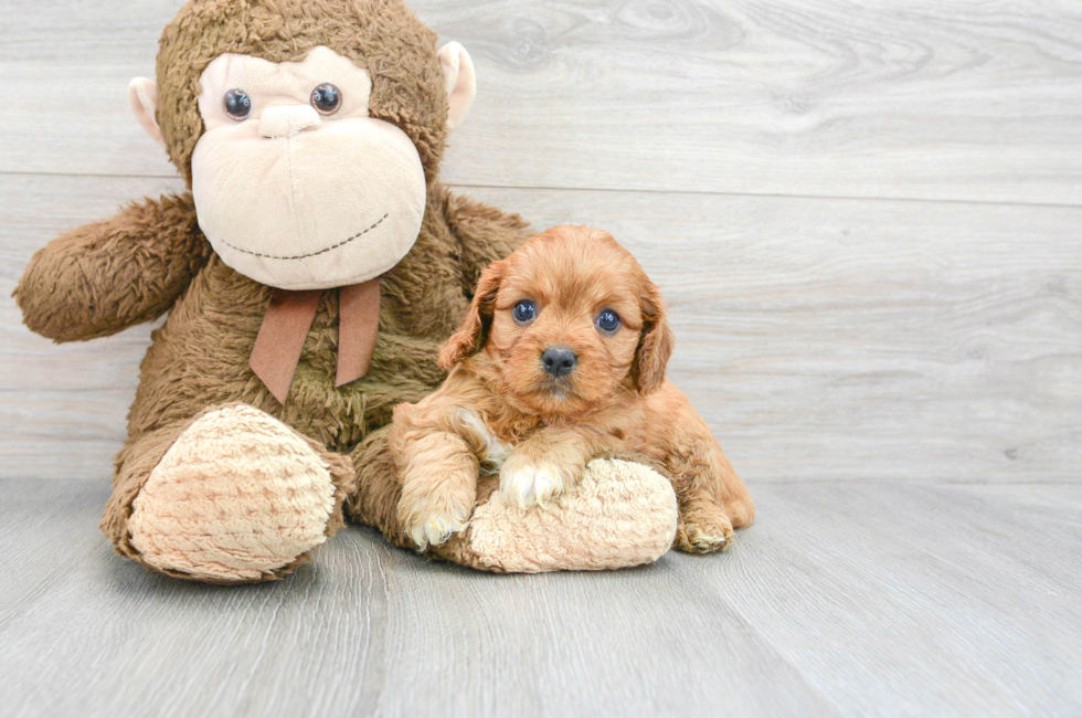 6 week old Cavapoo Puppy For Sale - Lone Star Pups