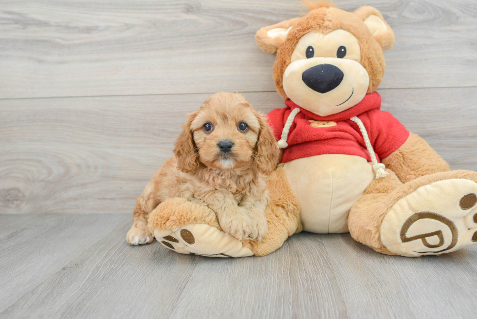 Adorable Cavoodle Poodle Mix Puppy
