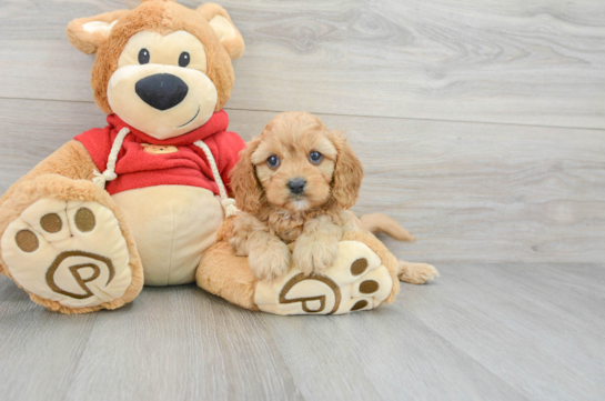 Hypoallergenic Cavoodle Poodle Mix Puppy