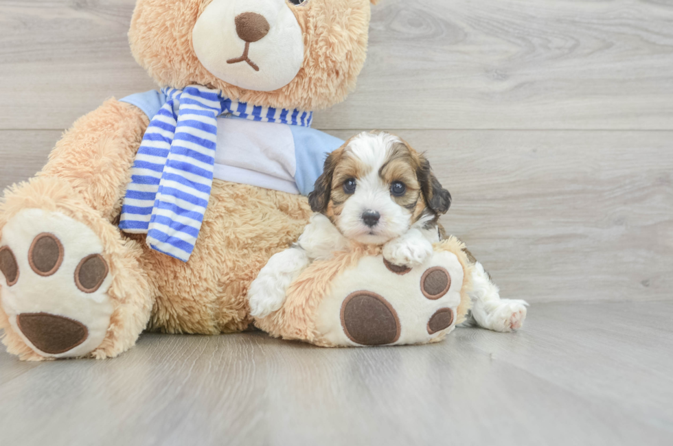 7 week old Cavapoo Puppy For Sale - Lone Star Pups