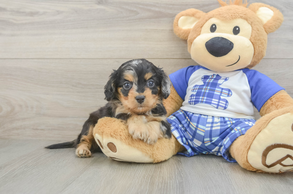 6 week old Cavapoo Puppy For Sale - Lone Star Pups
