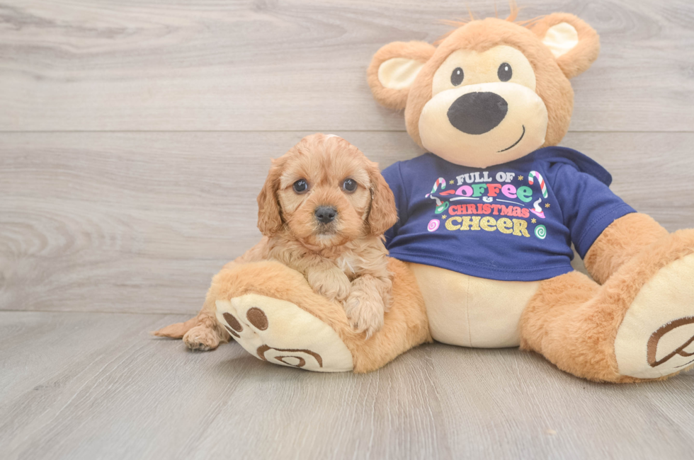 5 week old Cavapoo Puppy For Sale - Lone Star Pups