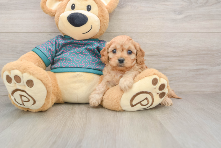 Best Cavapoo Baby