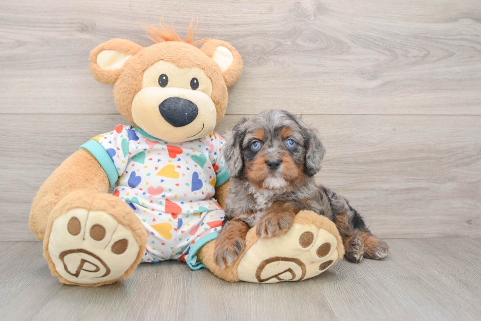 Cavapoo Pup Being Cute
