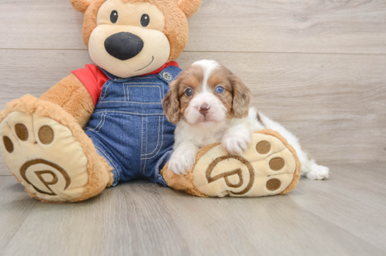 Popular Cavapoo Poodle Mix Pup