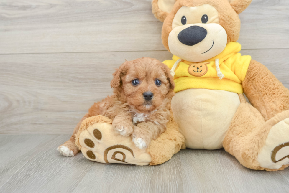 Cavapoo Pup Being Cute