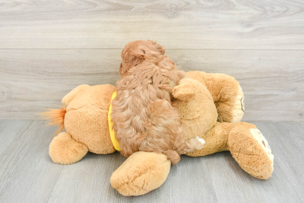 Funny Cavapoo Poodle Mix Pup